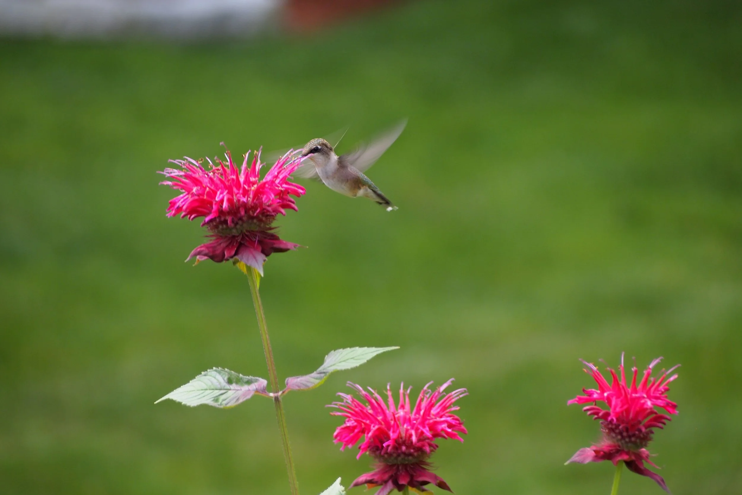Growing Monarda in Zone 5b | The Big Little Garden | Nashua, NH